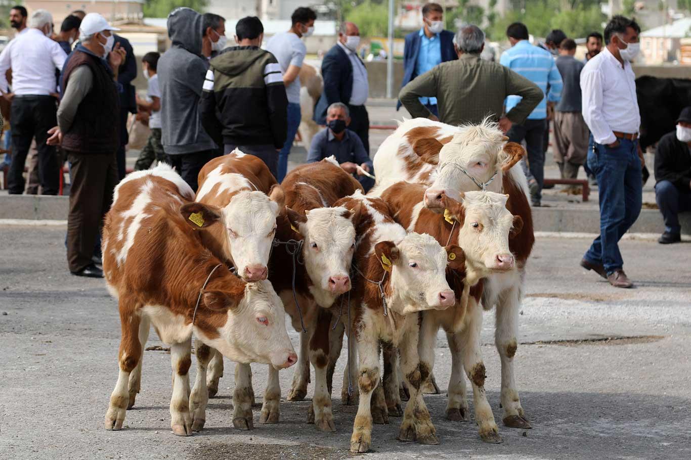 Van'da bölgenin en büyük canlı hayvan pazarı yeniden hizmete açıldı Van'da bölgenin en büyük canlı hayvan pazarı yeniden hizmete açıldı